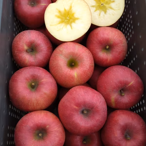 【家庭用】サンふじ 11月下旬より発送 長野県産りんご