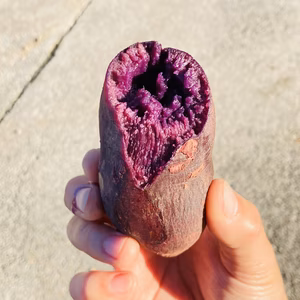 小芋　熟成【ふくむらさき】　