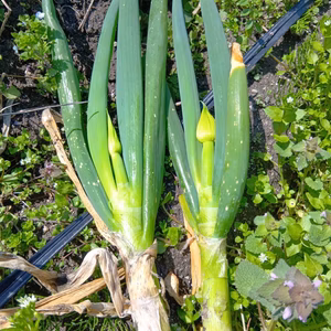 ネギ坊主あり泥付白ネギ【５㎏】掘ったまんまでお届け！