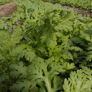春菊　くせが無くサラダに最適
