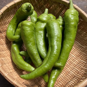 『クール便発送』ジャンボ唐辛子『甘長ジャンボ５００g』