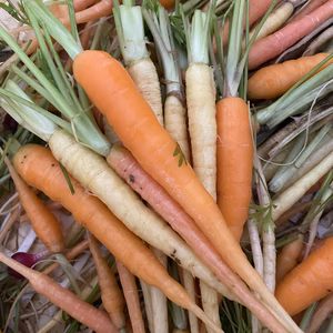 宮古島から"キダィクニィ"島人参や数種類の人参30本入り3パック