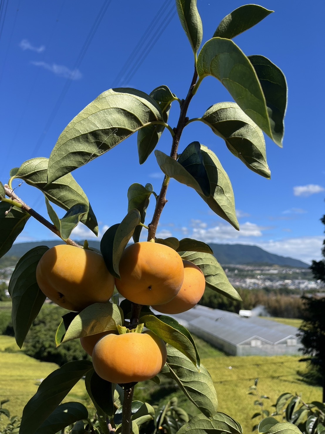 和歌山のたねなし柿 ご家庭用★極早生柿/刀根早生柿★送料無料 5kg サイズ混合