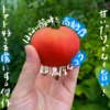 中玉トマト 北海道壮瞥町産 スイート 農家直送