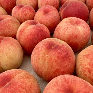 【先行予約】初夏の早生桃 朝採り収穫したその日に発送します✨品種おまかせ