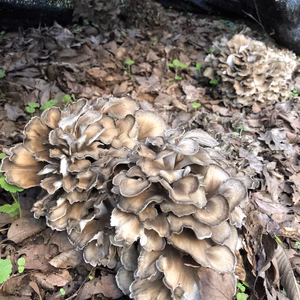 山の原木栽培　舞茸