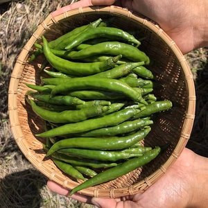 季節限定！生青唐辛子５００g『ホットパラソルEX』