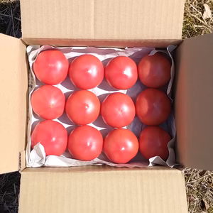 ５月だけ限定販売♪赤熟もぎりの【王様トマト】小玉の１２玉詰め！約１.２キロ箱