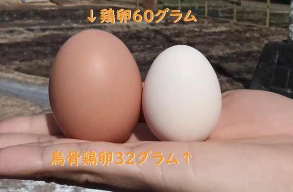 平飼い烏骨鶏の卵１２個（１個の重量３０ｇ以上）｜卵・乳の商品詳細