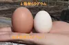 平飼い烏骨鶏の卵１２個（１個の重量３０ｇ以上）