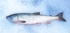 ［限定5本！] 秋鮭　オス　約3kg 北海道寿都産