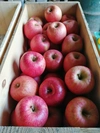特別栽培りんご「サンふじ」家庭用