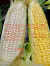 とうもろこし　白4黄色8計12本　クール便　糖度20〜22度