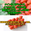 《2022年1月》4パック×1箱【いばらキッス・ひたち姫・とちおとめ】定期便