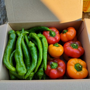 夏野菜セット【パプリカ、万願寺とうがらし】