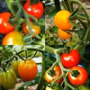 【予約商品】★数量限定★農薬不使用ミニトマトカラフルコレクション