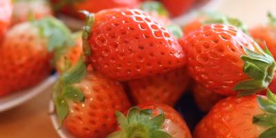 完熟イチゴの悩みごと…「おいしさ」と「きれいさ」の狭間で
