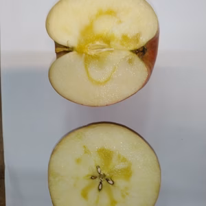 小玉サンふじ10キロ