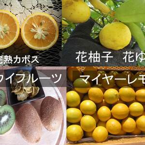 キウイフルーツと香酸柑橘詰め合わせ　全て農薬不使用