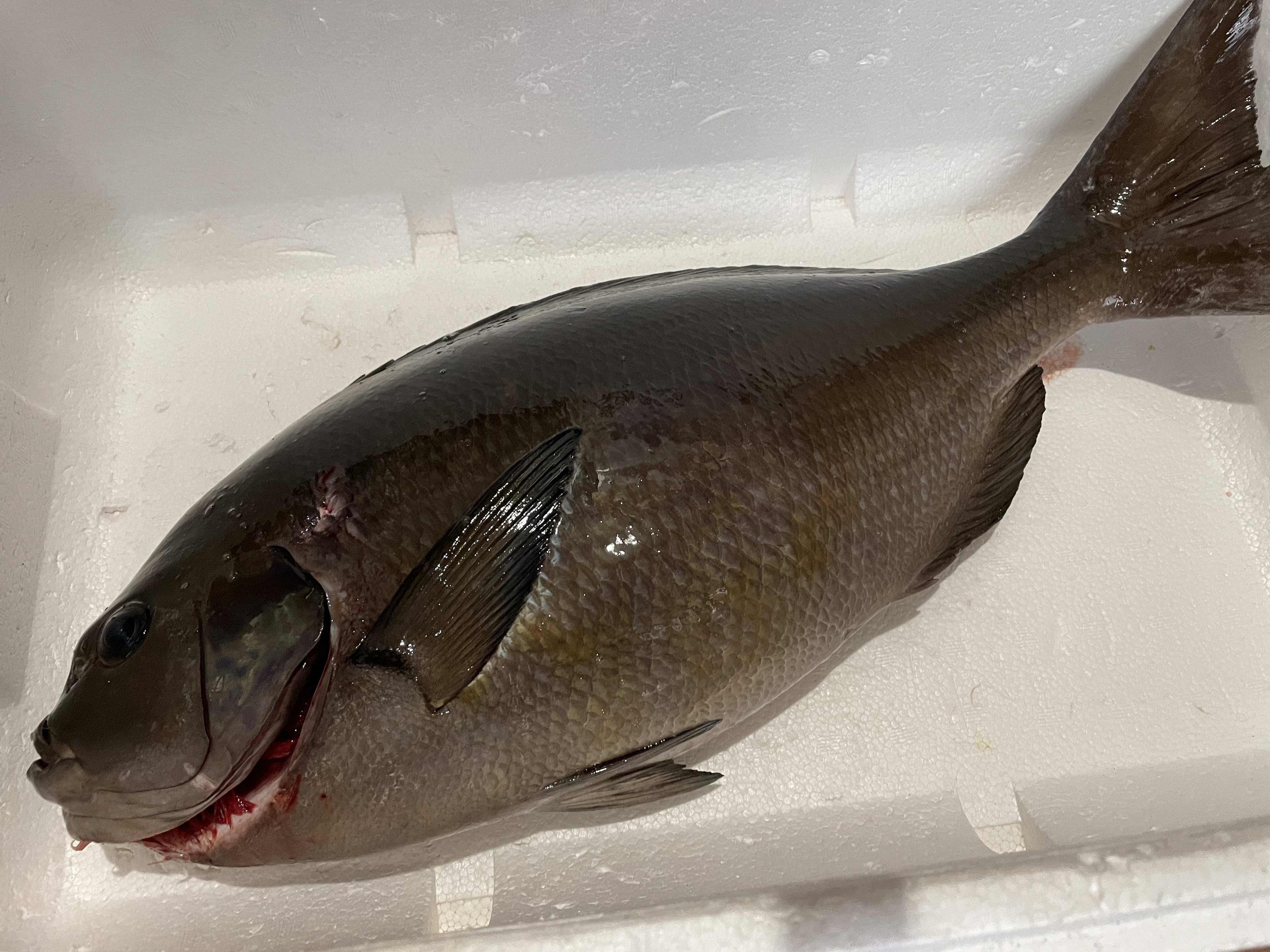 魚突き 捕獲動画あり メジナ2 7kg鱗 下処理済み 農家漁師から産地直送の通販 ポケットマルシェ