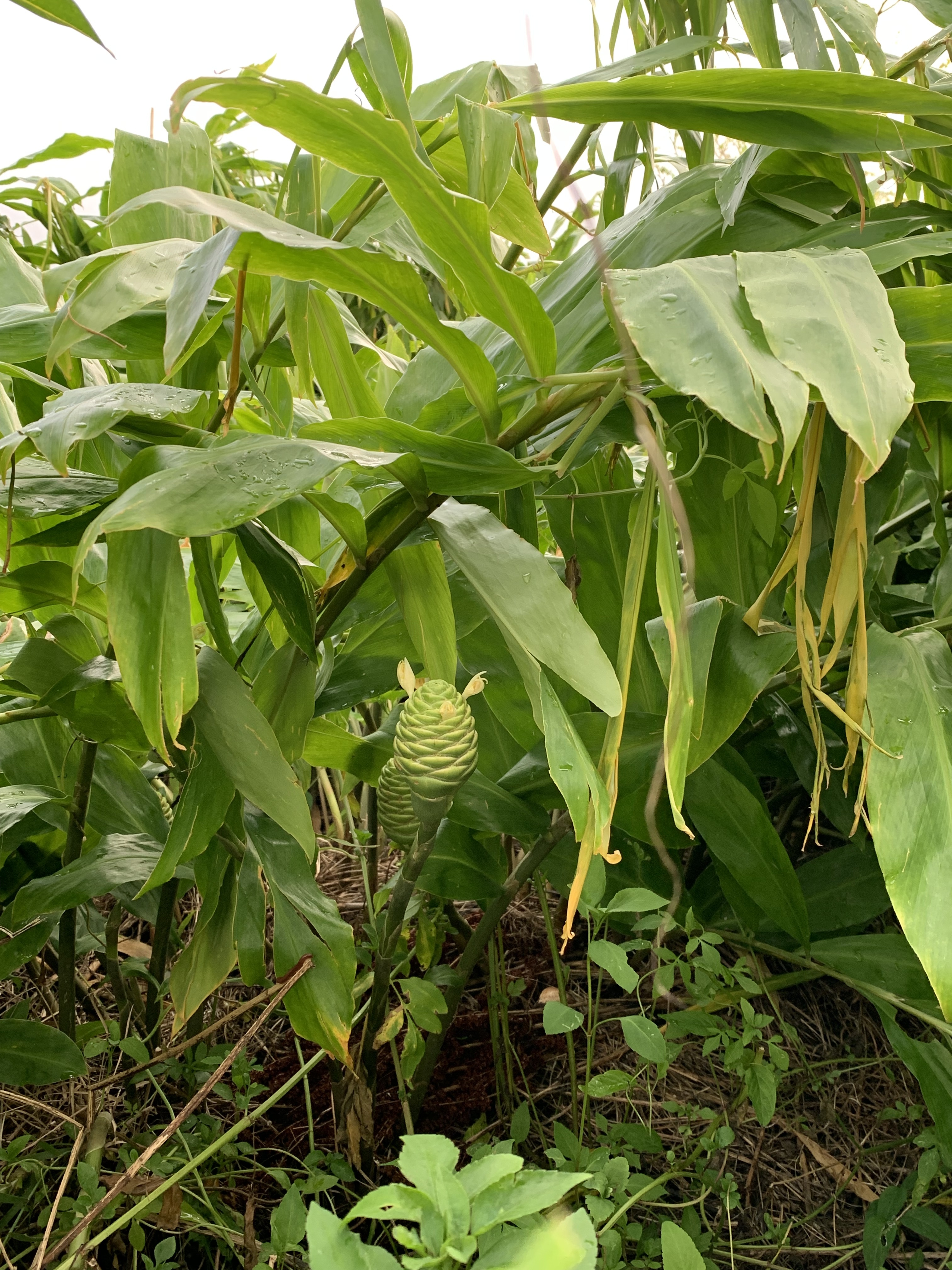 無農薬 沖縄白ウコン〔ランプヤン〕｜野菜の商品詳細｜ポケット