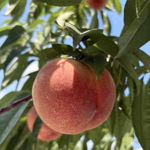 《小玉》桃 白鳳 3キロ箱10～16玉 長野県産