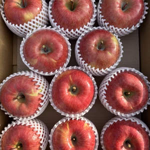 小傷あり 大玉サンふじ 5キロ箱 10～13玉 長野県産