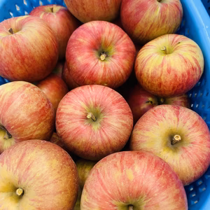 お得な夏りんご　サンつがる！！　3キロ箱　A品、Ｂ品ミックス