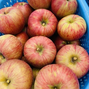 お得な夏りんご　サンつがる！！　3キロ箱　A品、Ｂ品ミックス