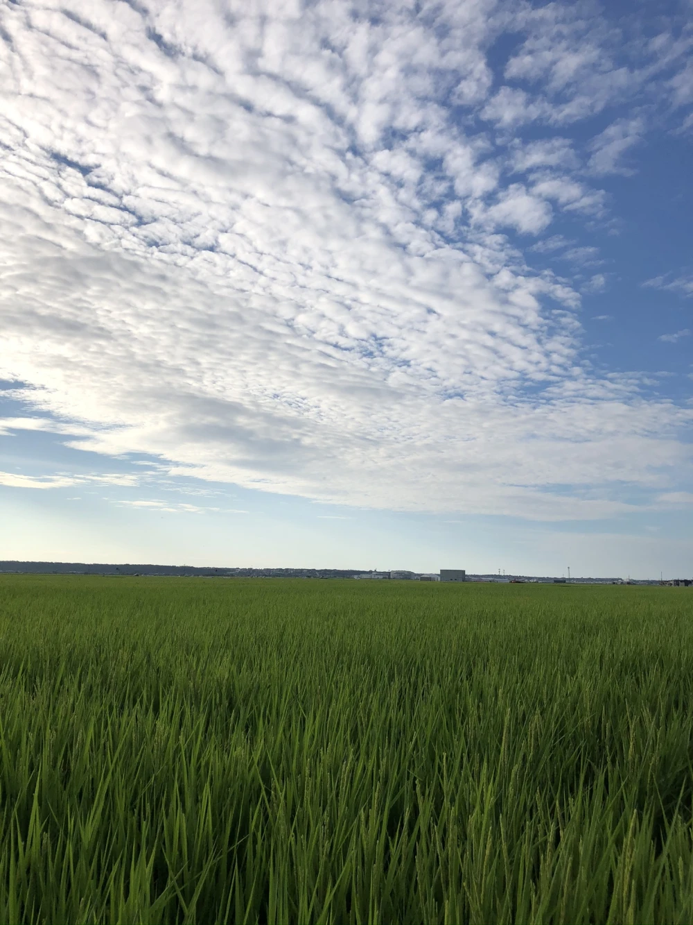 石川県特別栽培米コシヒカリ　希夢良米　令和4年産　真空パック