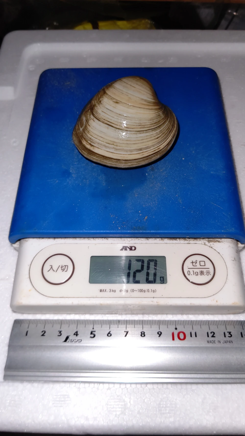 船橋三番瀬産ホンビノス貝Lサイズ(1個116～180g)
