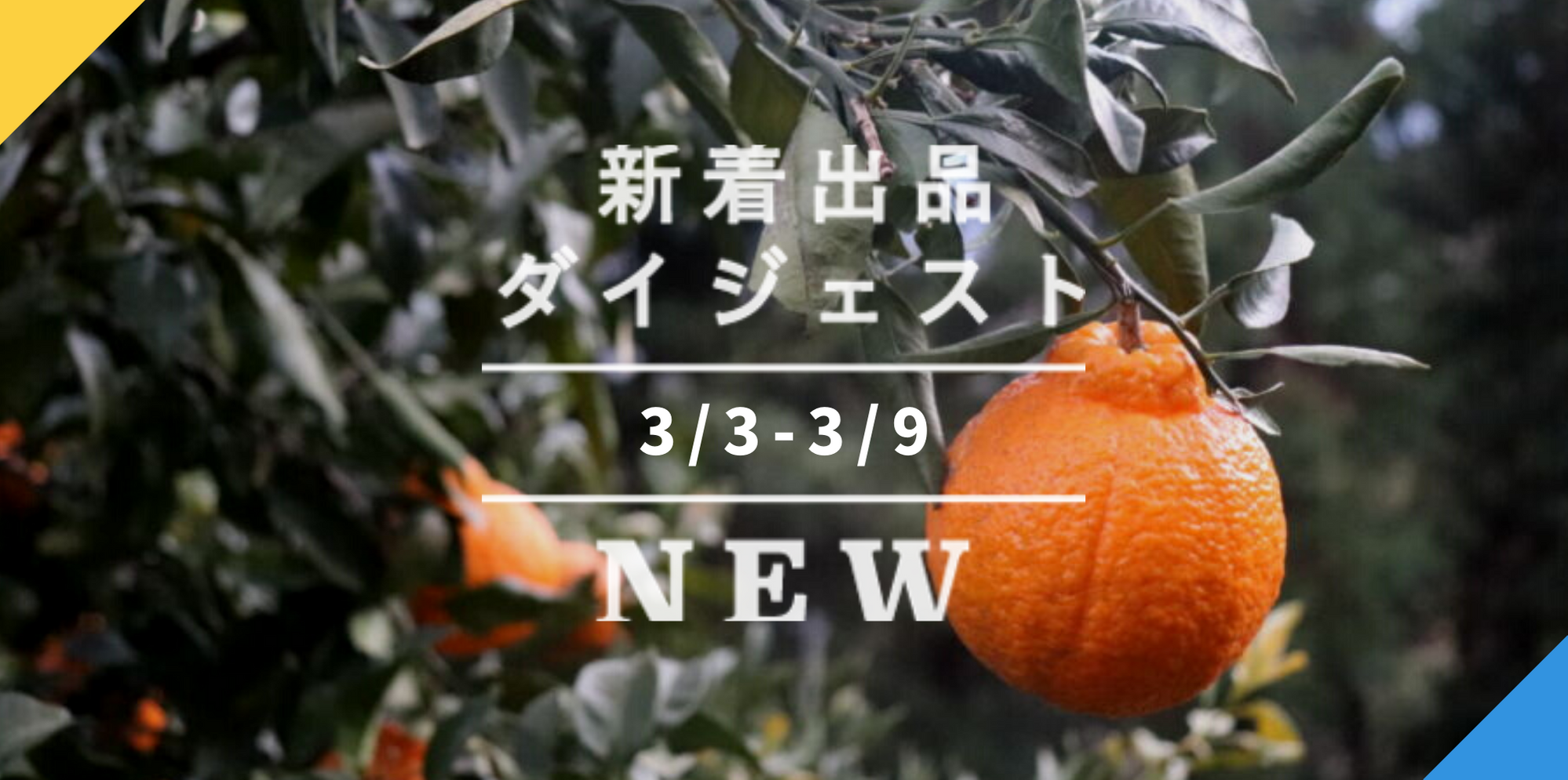 バックナンバー]寒さが甘くした？熟成柑橘に注目だよ🍊今週のおすすめ