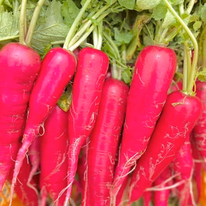 【農薬不使用・化学肥料不使用】大地の息吹を噛みしめる☆古代春大根