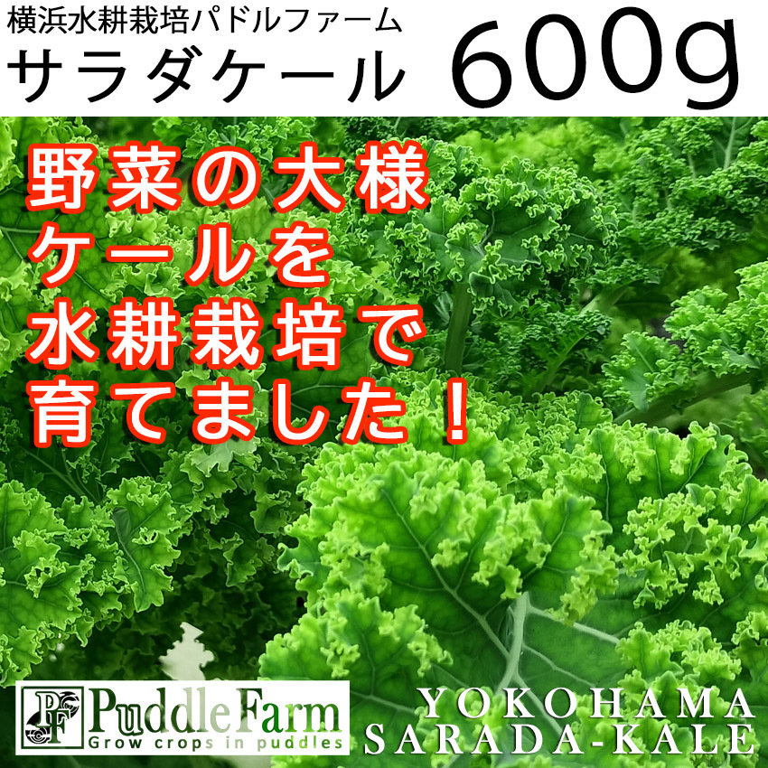 ケールの産直通販・お取り寄せ商品｜ポケットマルシェ｜産地直送で旬の食材が生産者(農家・漁師)から届く