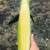北海道から直送！　スイートコーン　ゴールドラッシュ