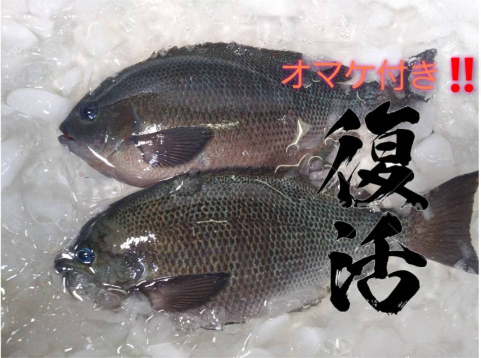 活き〆 丸のまま 日本本土最西端の海で大切に育てたメジナ 農家漁師から産地直送の通販 ポケットマルシェ