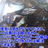 【海水ごと輸送】２ｋｇ約２０杯　石蟹　イシガニ　宮城県産松島牡蠣屋