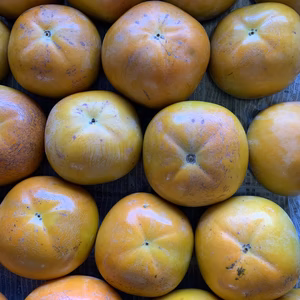 訳あり【ご家庭用】サクサク食感が大人気！の太秋柿