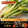 【2024年8月予約】ヒゲまで食す一度で二度美味しい富士信玄ヤングコーンふじひめ