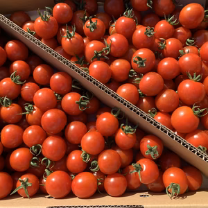 青森の夏野菜　赤いミニトマト食べ比べ2種セット