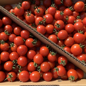 青森の夏野菜　赤いミニトマト食べ比べ2種セット