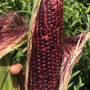 【残３箱】見た目はルビー！赤くて甘いトウモロコシ！栽培期間中化学肥料農不使用