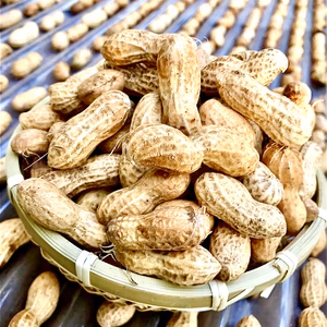 【殻付き生】落花生「千葉半立」茹で・煎りどちらでも