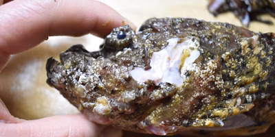 23の命が詰まった"未利用魚セット"を買って食べ尽くしてみたよ