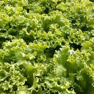究極のサラダをどうぞ！ ミックスレタスカットリーフ（無農薬砂栽培）
