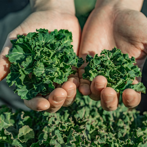 【自社で開発した野菜】プチヴェール® 【TVで紹介】上品でほんのりした甘さとコク