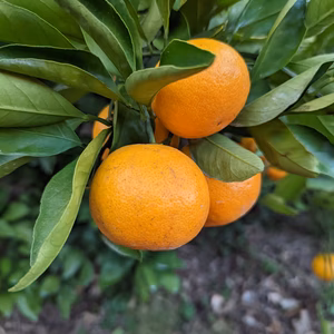 まる美農園のゆら早生みかん