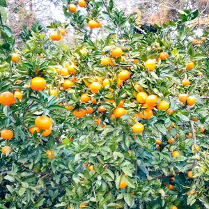 LLサイズ10kg入りみかん