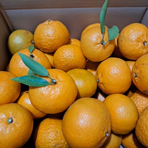 早香☆はやか☆ぽんかん×温州みかん☆三重県御浜町阿田和産☆南紀