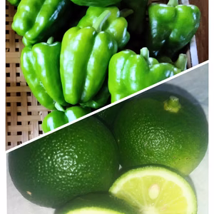 ピーマンとすだち　各1キロのセット　旬の野菜のおまけ付き